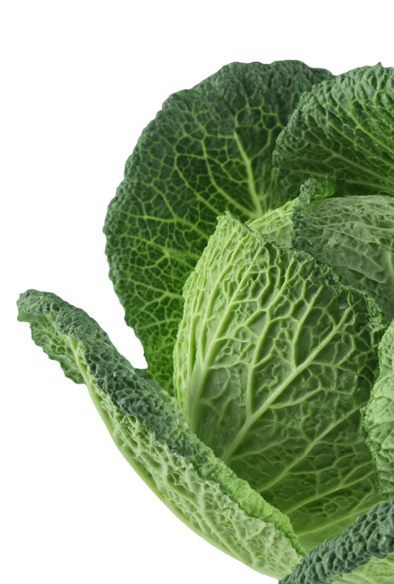 Savoy cabbage